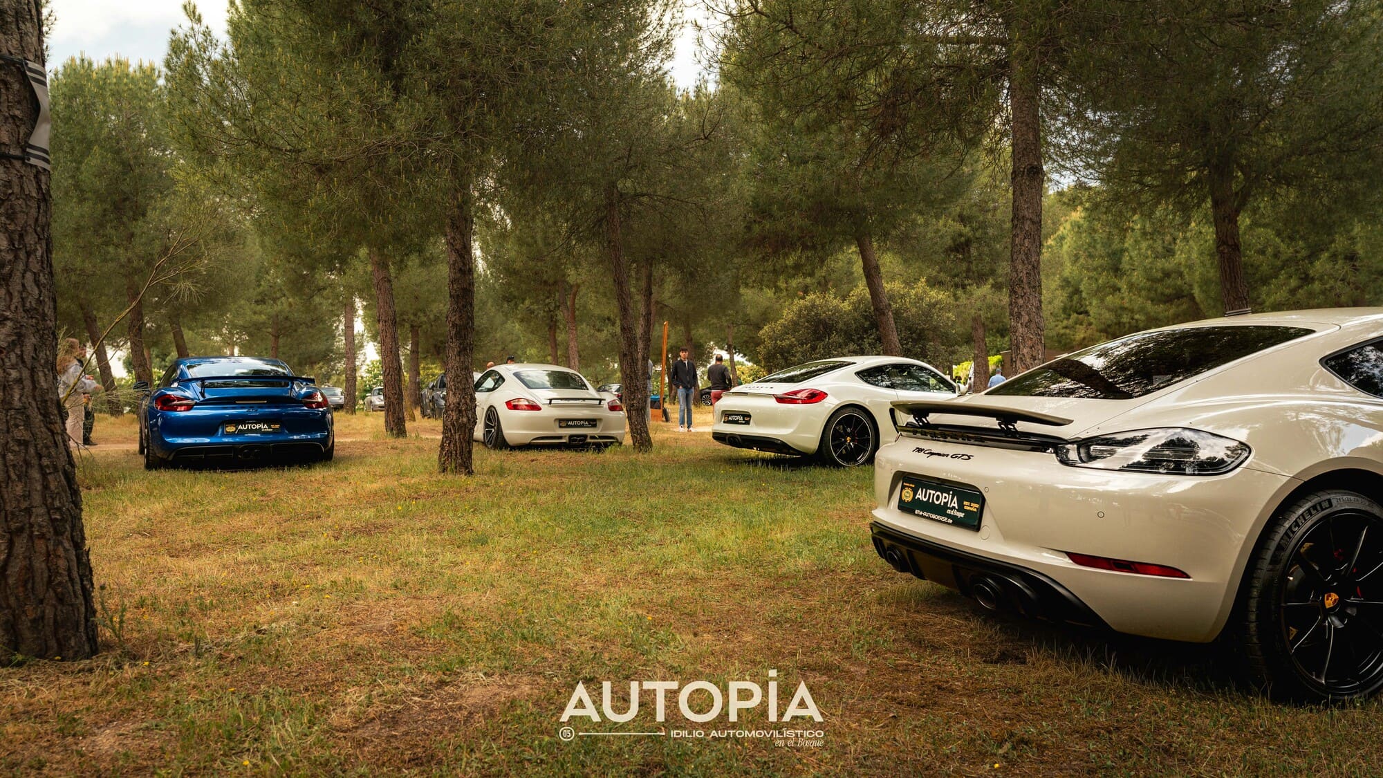 Coches compactos en un bosque